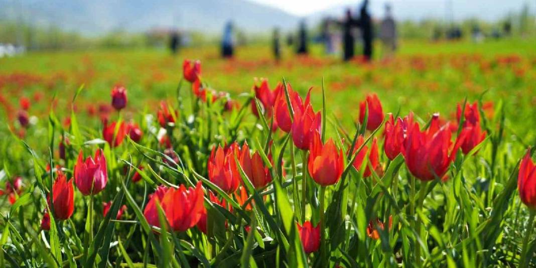 Halk ‘Ağlayan gelin’ olarak biliyor: 20 günlük ömrüyle doğayı renklendirdi 3